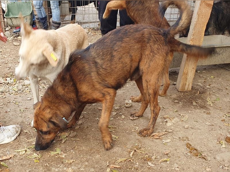 ♥AURELIAN♥ wunderschöner, sehr menschenbezogener, lebensfroher, sportlicher Rüde 56 cm