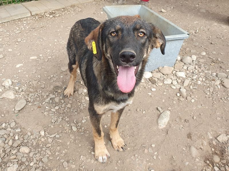 ♥MATTEO♥ wunderschöner, verschmuster, anhänglicher Junior mit leuchtend braunen Augen 52 cm