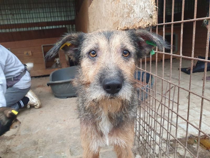 ♥MARA♥ hübsche, ruhige, geduldige zottelige Drahthaarhündin, die im Tierheim sehr leidet 56 cm ♥MARA♥ hübsche, ruhige, geduldige zottelige Drahthaarhündin, die im Tierheim sehr leidet 56 cm