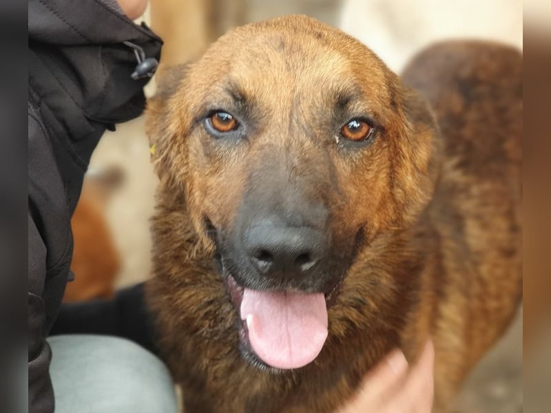 ♥AURELIAN♥ wunderschöner, sehr menschenbezogener, lebensfroher, sportlicher Rüde 56 cm