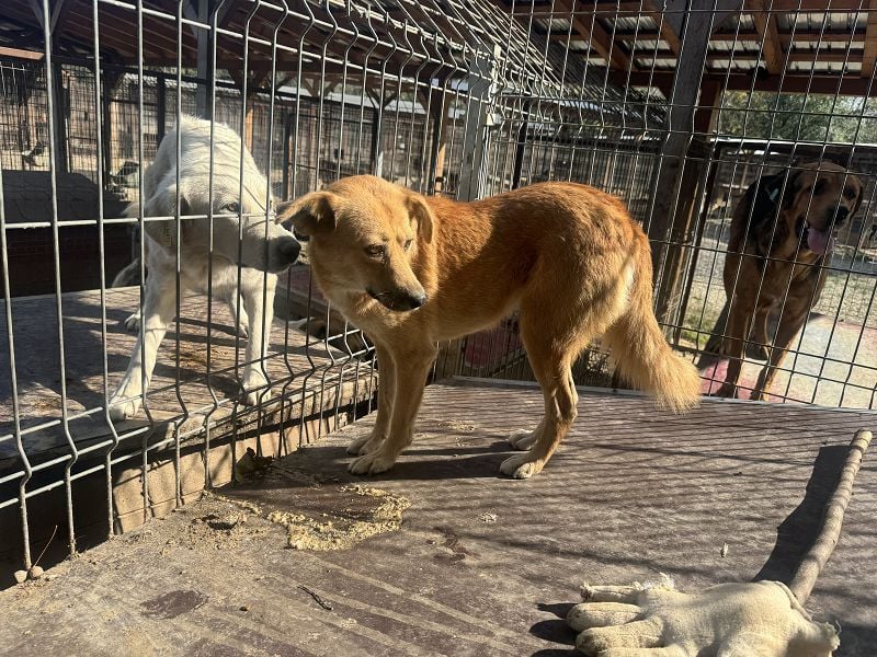 ♥FLEUR♥ süße Hündin. Es bricht einem das Herz zu sehen, wie sehr sie sich nach Zuneigung sehnt 51 cm