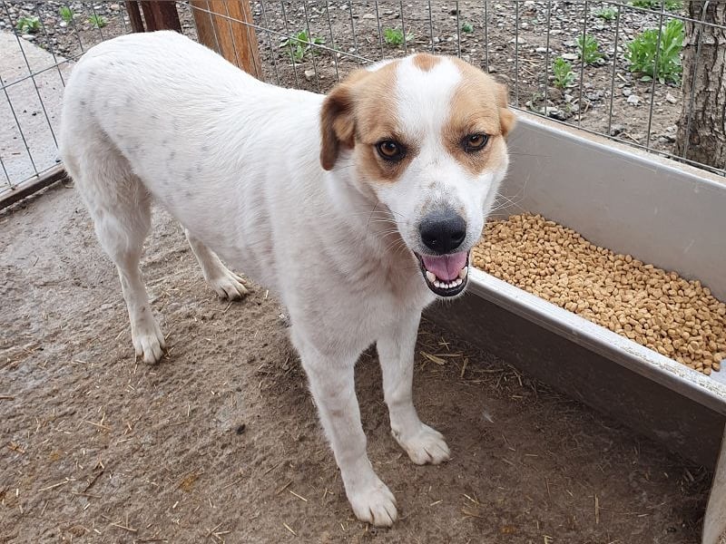 ♥BRAJA♥ wundervolle, verschmuste und aufgeschlossene Hündin, die begeistert 54 cm