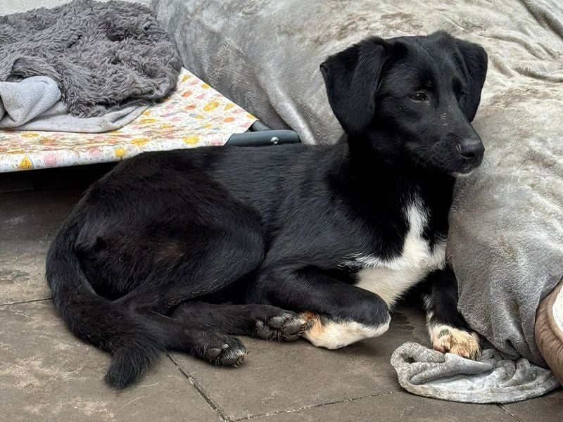 ♥ROSA♥ neu auf Pflegestelle bei Köln - zuckersüßes, aufgeschlossenes, liebes Hundemädchen 55 cm