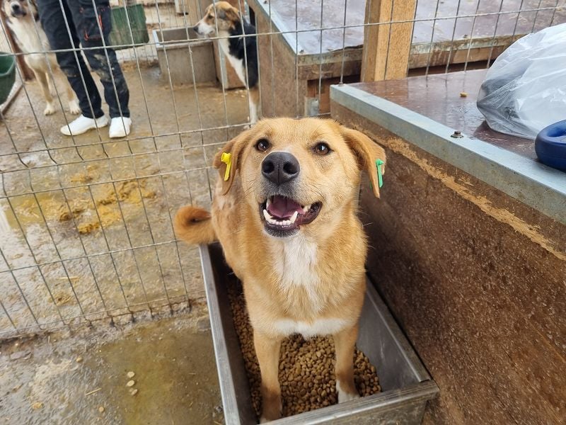 ♥LUCIA♥ süße, zarte Hündin, die vom Tierheimleben eingeschüchtert ist 54 cm