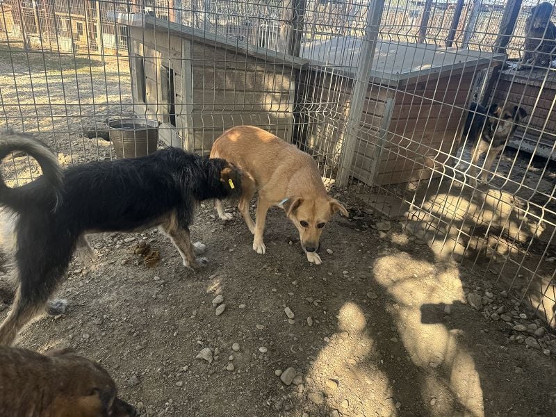 ♥FLEUR♥ süße Hündin. Es bricht einem das Herz zu sehen, wie sehr sie sich nach Zuneigung sehnt 51 cm