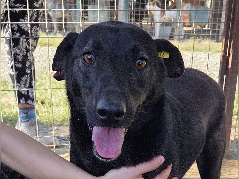 ♥DORINA♥ unglaubliche liebevolle, verschmuste Hündin, die die menschliche Nähe so vermisst 53 cm