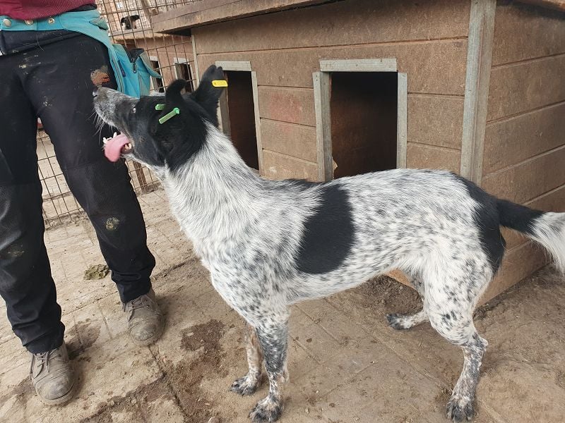 ♥MEGGI♥ zauberhafte, fröhliche, wunderschöne Hündin mit besonderem pointerfarbenen Fell 54 cm ♥MEGGI♥ zauberhafte, fröhliche, wunderschöne Hündin mit besonderem pointerfarbenen Fell 54 cm