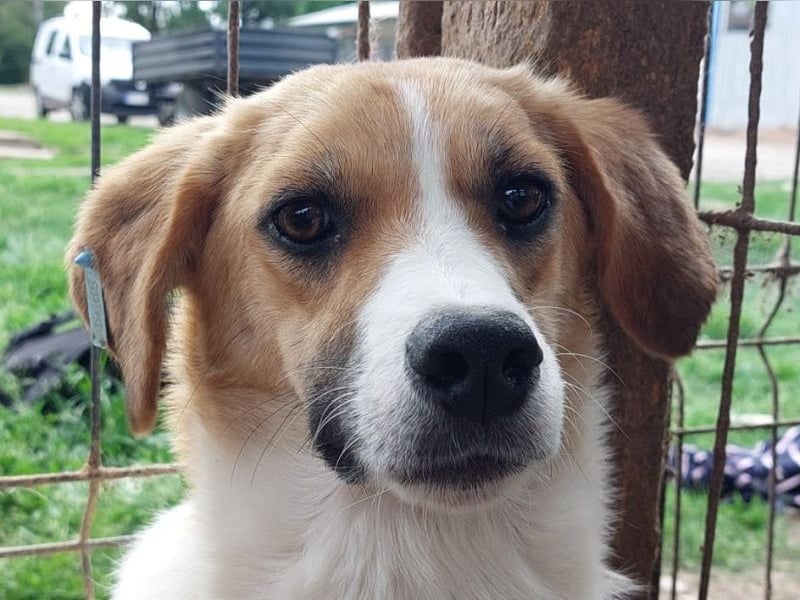 ♥KIMBY♥ bildschöne, anfangs noch schüchterne Hündin, die schnell Vertrauen fassen wird 51 cm