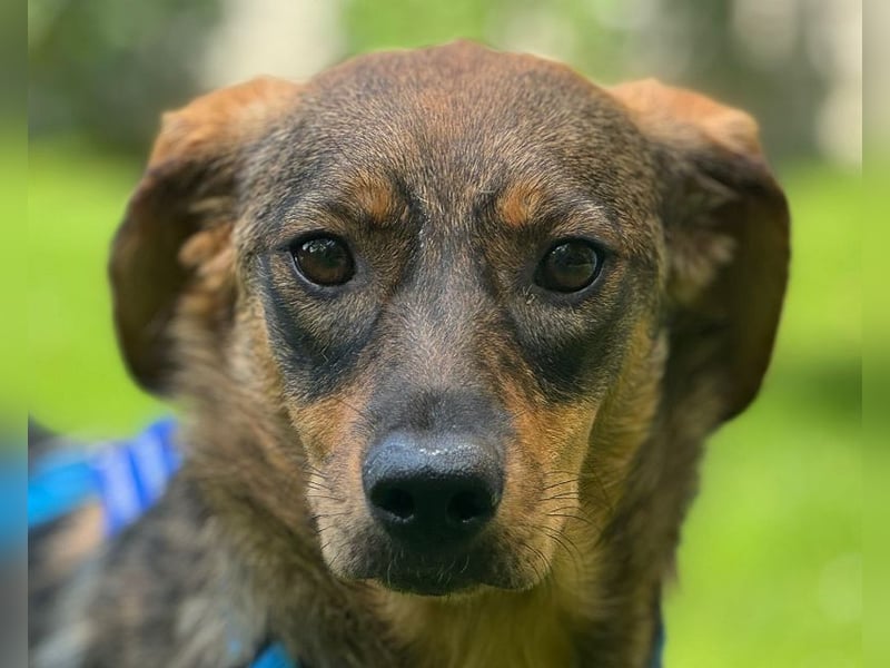 ♥FABIENNE♥ auf Pflegestelle bei Köln - ganz süße, sanfte, ruhige, liebe Hündin 53cm ♥FABIENNE♥ auf Pflegestelle bei Köln - ganz süße, sanfte, ruhige, liebe Hündin 53cm