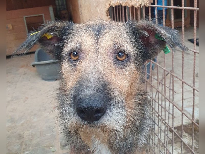 ♥MARA♥ hübsche, ruhige, geduldige zottelige Drahthaarhündin, die im Tierheim sehr leidet 56 cm