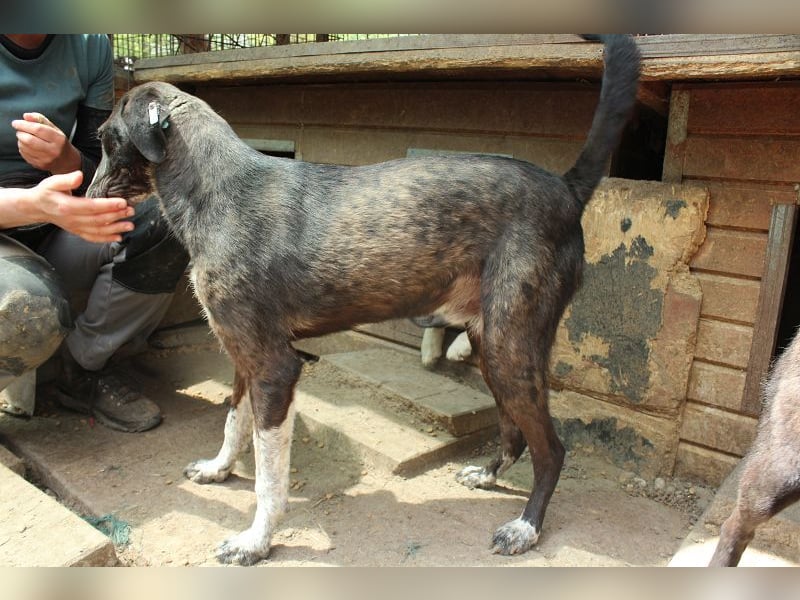 ♥ROJO♥ wunderschöner, verspielter, gestiefelter Rüde, der sich nach menschlicher Nähe sehnt 59cm