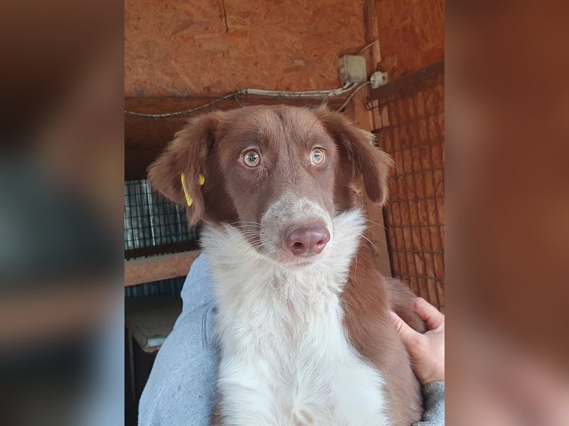 ♥LYRA♥ wunderschöne, ganz liebe, sensible Seele 54 cm