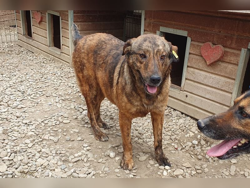 ♥SAVI♥ verschmuste, sehr menschenbezogene Hündin mit der besonderen Fellzeichnung 60 cm ♥SAVI♥ verschmuste, sehr menschenbezogene Hündin mit der besonderen Fellzeichnung 60 cm