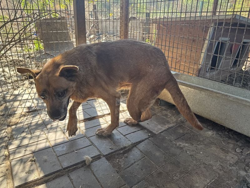 NOTFALL ♥LITCHIE♥ süße, verschmuste, tolle Seniorhündin, für die wir einen Gnadenplatz suchen 56 cm