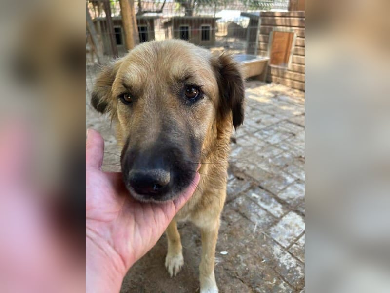 ♥TANJA♥ ganz liebe, aufgeschlossene Hündin mit fuchsrotem Fell 54 cm ♥TANJA♥ ganz liebe, aufgeschlossene Hündin mit fuchsrotem Fell 54 cm