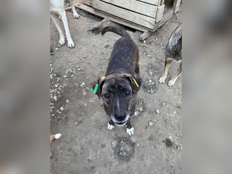 ♥NAIROBI♥ wunderschöne gestromte, verschmuste Hündin - ein Sonnenschein auf 4 Pfoten 51 cm