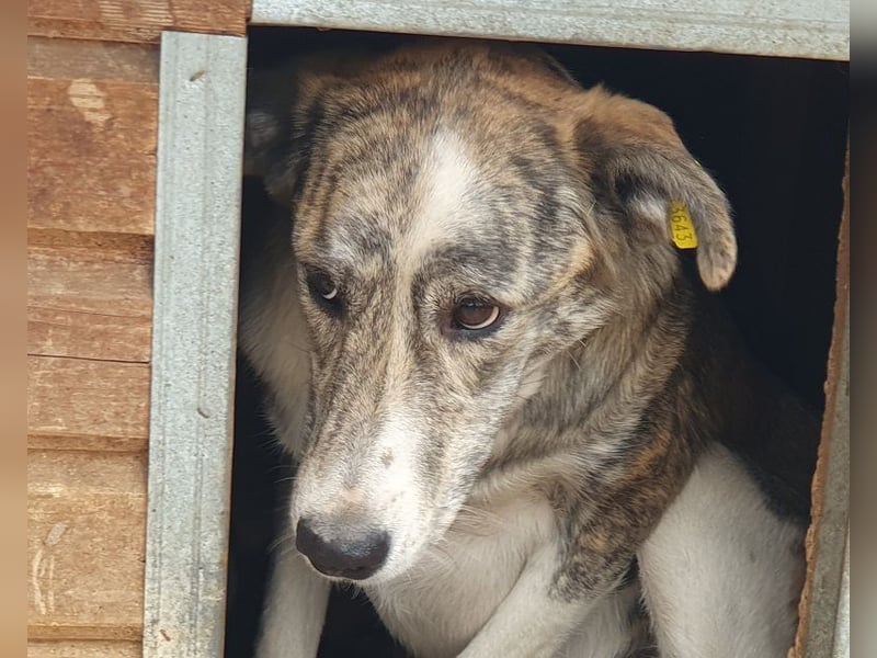 NOTFALL ♥MAJA♥ wunderschöne gestromte, ganz liebe Hündin ohne Selbstvertrauen, die gemobbt wird 60cm