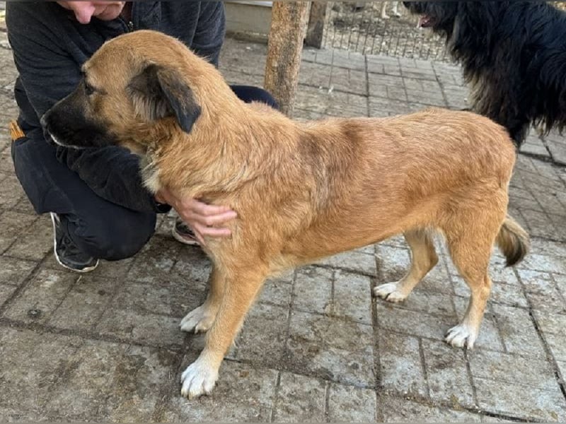 ♥TANJA♥ ganz liebe, aufgeschlossene Hündin mit fuchsrotem Fell 54 cm