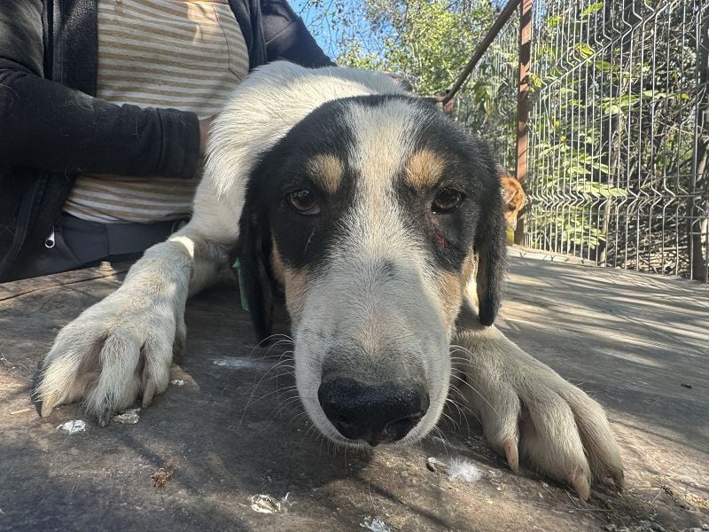 ♥LAILA♥ anfangs noch schüchterne, sehr hübsche Tricolor-Hündin mit feinen Dalmatinerflecken 51 cm