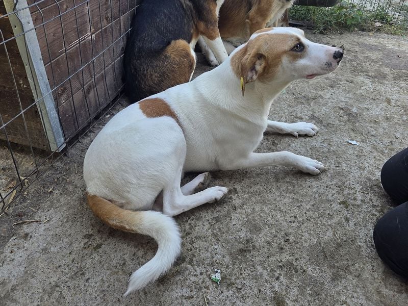 ♥MARIAN♥ hübscher, sehr menschenbezogener Rüde, der sicher ein toller Begleiter wird 55 cm