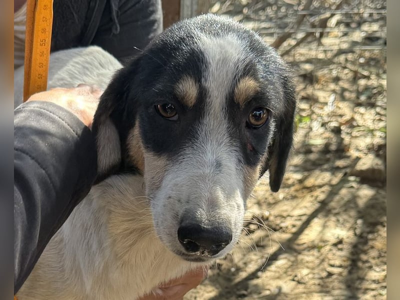 ♥LAILA♥ anfangs noch schüchterne, sehr hübsche Tricolor-Hündin mit feinen Dalmatinerflecken 51 cm