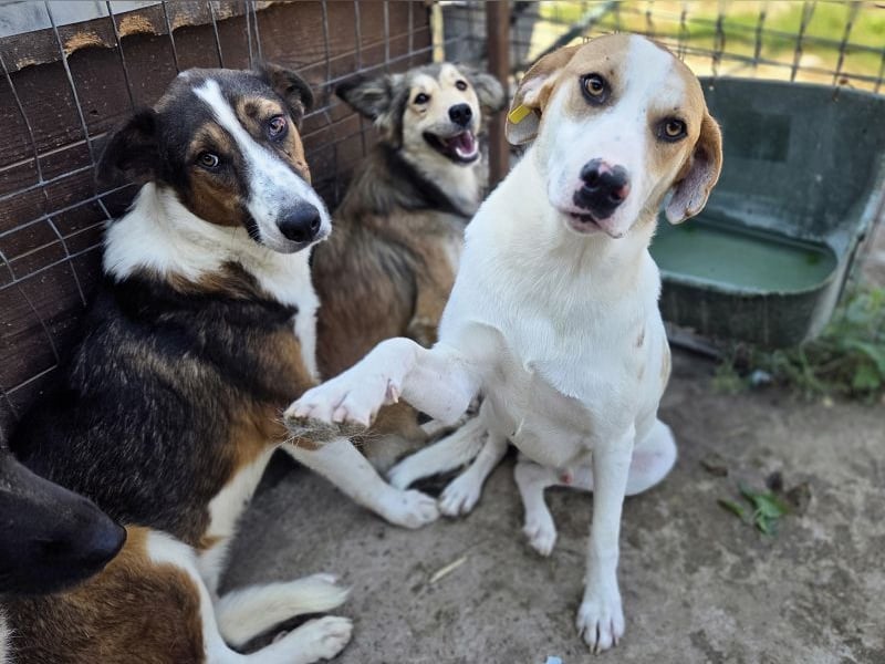 ♥MARIAN♥ hübscher, sehr menschenbezogener Rüde, der sicher ein toller Begleiter wird 55 cm