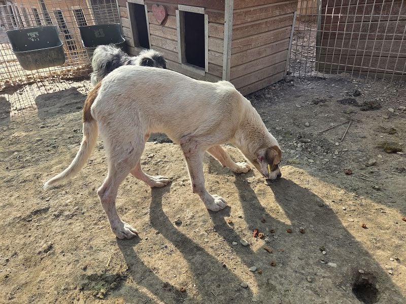 ♥SIRIUS♥ süßer, sanfter, anhänglicher, sehr zutraulicher Jungrüde, der aktuell zu dünn ist 54 cm