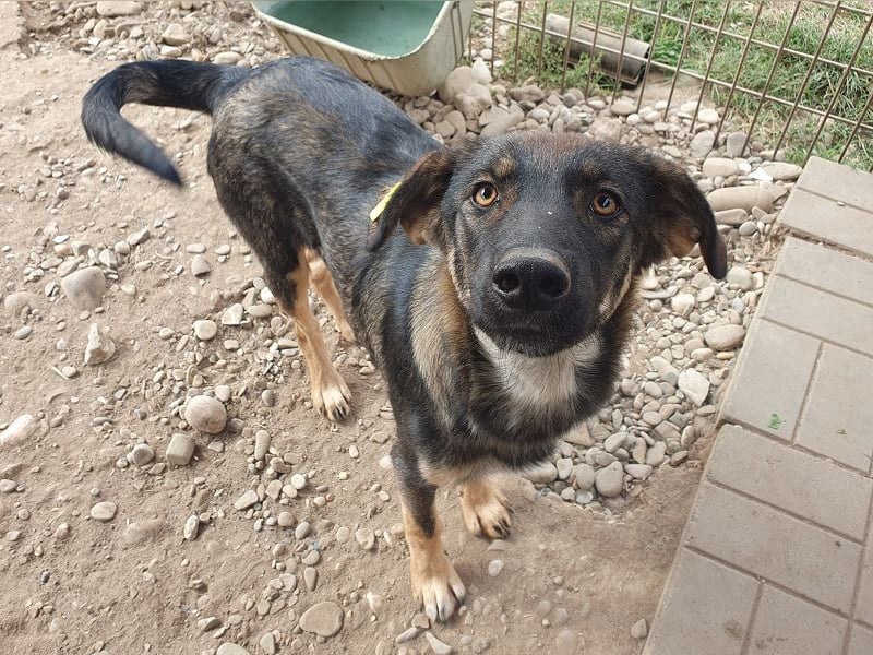 ♥MATTEO♥ wunderschöner, verschmuster, anhänglicher Junior mit leuchtend braunen Augen 52 cm