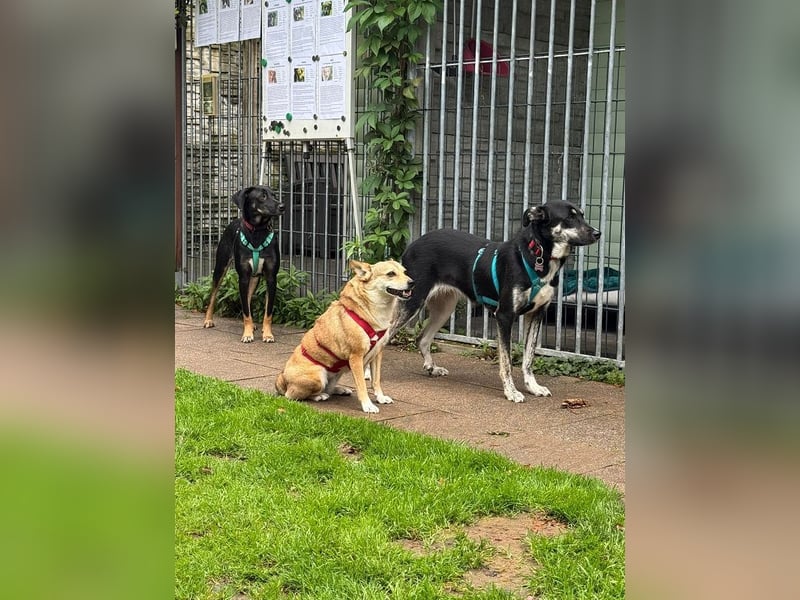 ♥INKY♥ auf Pflegestelle bei Köln - verspielte, fröhliche, ganz liebe Junghündin 58 cm