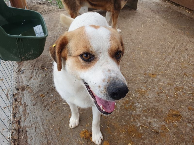 ♥BRAJA♥ wundervolle, verschmuste und aufgeschlossene Hündin, die begeistert 54 cm