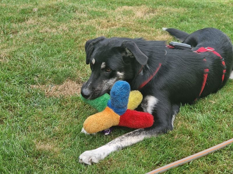 ♥INKY♥ auf Pflegestelle bei Köln - verspielte, fröhliche, ganz liebe Juniorin 58 cm