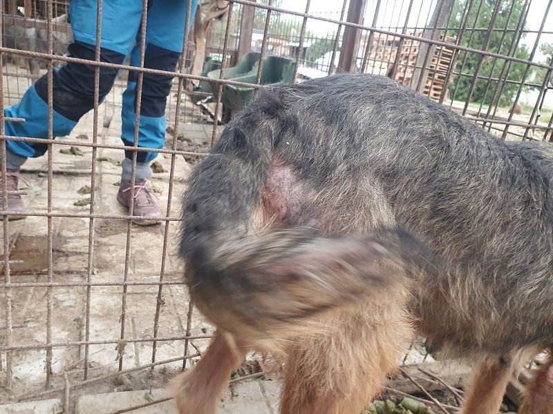 ♥MARA♥ hübsche, ruhige, geduldige zottelige Drahthaarhündin, die im Tierheim sehr leidet 56 cm ♥MARA♥ hübsche, ruhige, geduldige zottelige Drahthaarhündin, die im Tierheim sehr leidet 56 cm