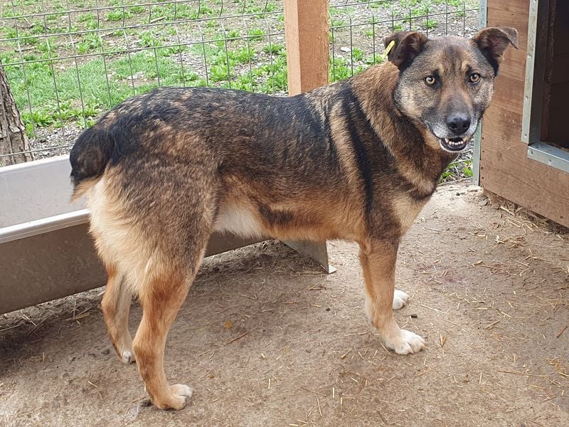 ♥NANDO♥ wunderbarer, ganz aufgeschlossener Rüde - eine wahre Frohnatur 53 cm