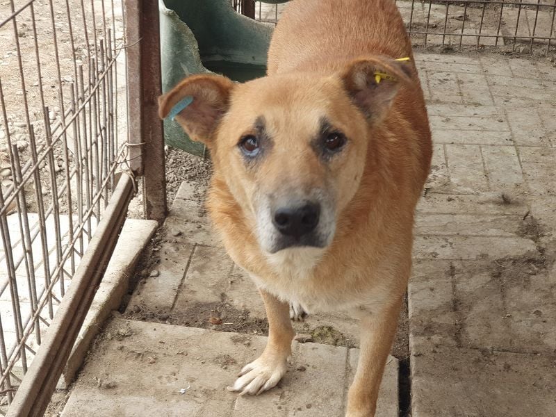 ♥COUGAR♥ ganz sanfter, bescheidener lieber Senior, der noch so viel Liebe zu verschenken hat 51 cm ♥COUGAR♥ ganz sanfter, bescheidener lieber Senior, der noch so viel Liebe zu verschenken hat 51 cm