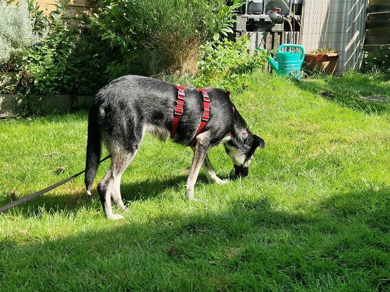 ♥INKY♥ auf Pflegestelle bei Köln - verspielte, fröhliche, ganz liebe Junghündin 58 cm ♥INKY♥ auf Pflegestelle bei Köln - verspielte, fröhliche, ganz liebe Junghündin 58 cm