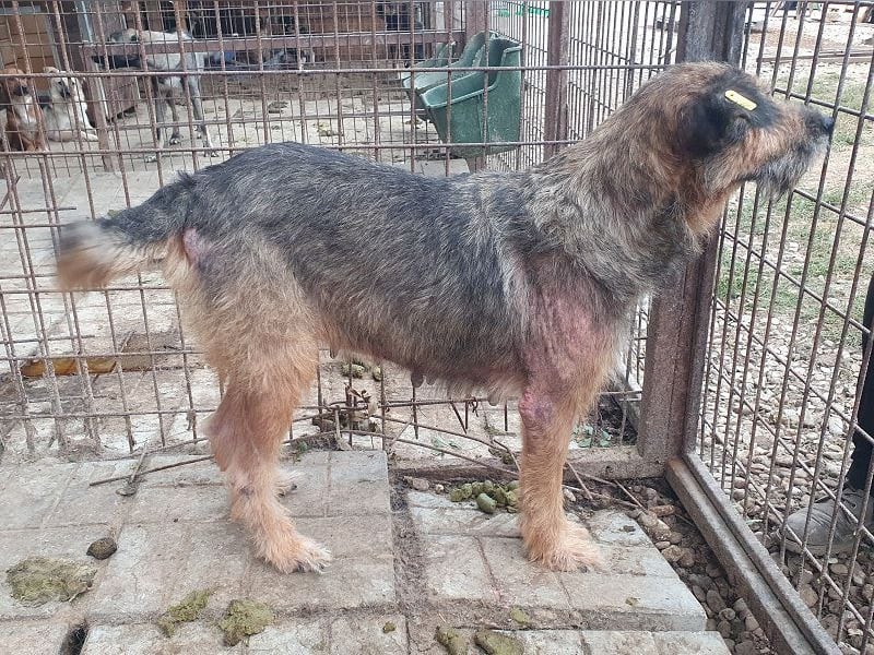 ♥MARA♥ hübsche, ruhige, geduldige zottelige Drahthaarhündin, die im Tierheim sehr leidet 56 cm