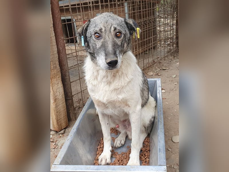 ♥JOEY♥ wunderbarer, verschmuster, ganz lieber ruhiger Rüde 56 cm ♥JOEY♥ wunderbarer, verschmuster, ganz lieber ruhiger Rüde 56 cm