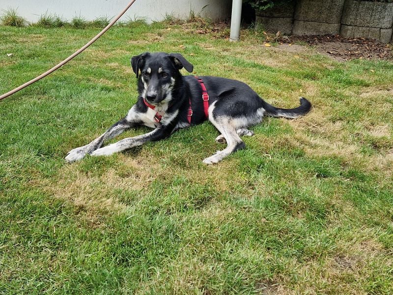 ♥INKY♥ auf Pflegestelle bei Köln - verspielte, fröhliche, ganz liebe Juniorin 58 cm