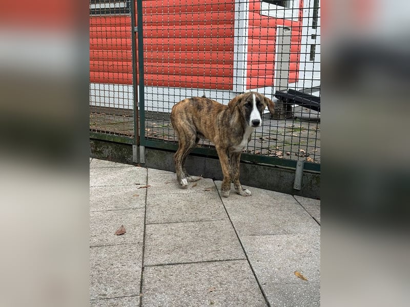 ♥BALU♥ neu auf Pflegestelle bei Köln-wundervoller, verschmuster Junior zum Verlieben 51cm (wachsend) ♥BALU♥ neu auf Pflegestelle bei Köln-wundervoller, verschmuster Junior zum Verlieben 51cm (wachsend)