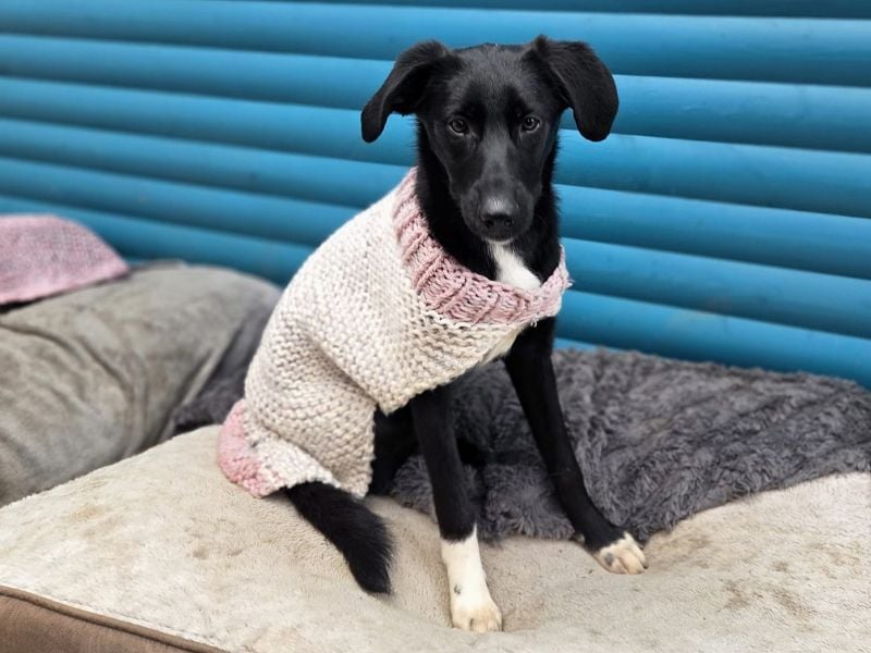 ♥ROSA♥ neu auf Pflegestelle bei Köln - zuckersüßes, aufgeschlossenes, liebes Hundemädchen 55 cm