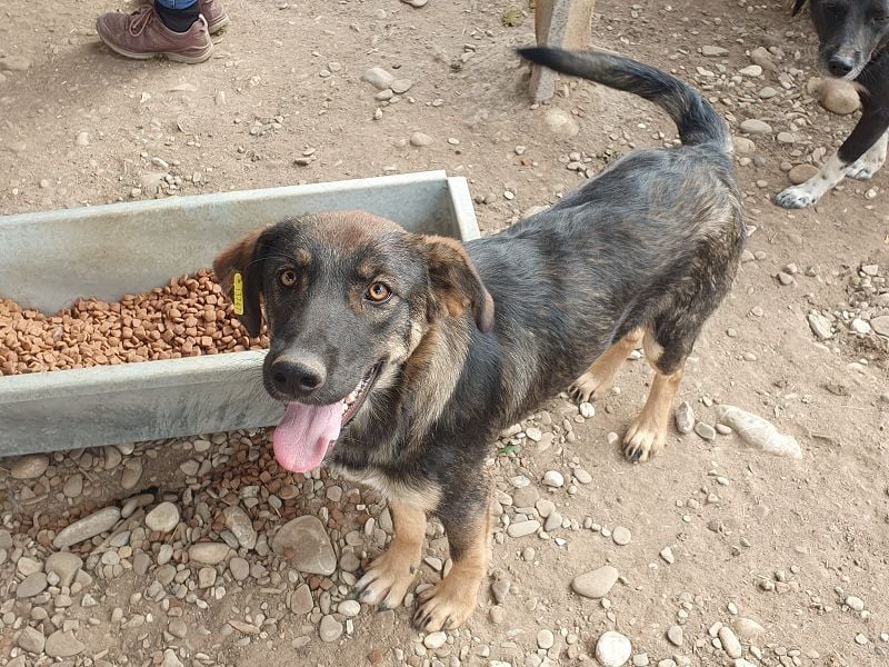 ♥MATTEO♥ wunderschöner, verschmuster, anhänglicher Junior mit leuchtend braunen Augen 52 cm
