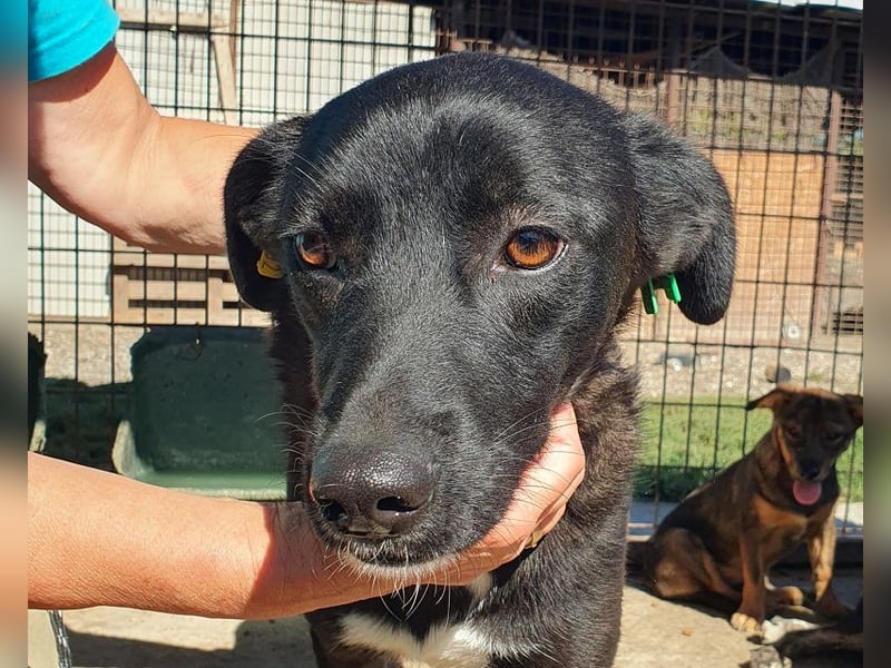 ♥LUCIANA♥ elegante, verschmuste treue Seele 54 cm