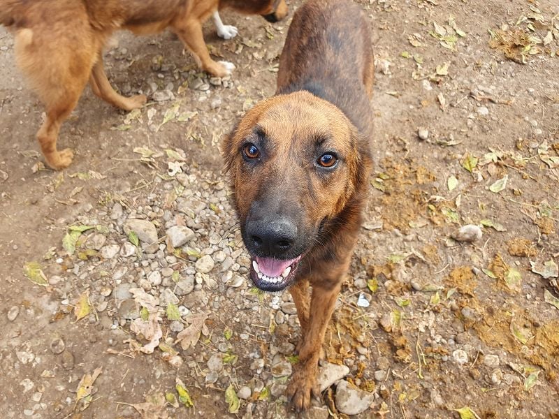 ♥AURELIAN♥ wunderschöner, sehr menschenbezogener, lebensfroher, sportlicher Rüde 56 cm