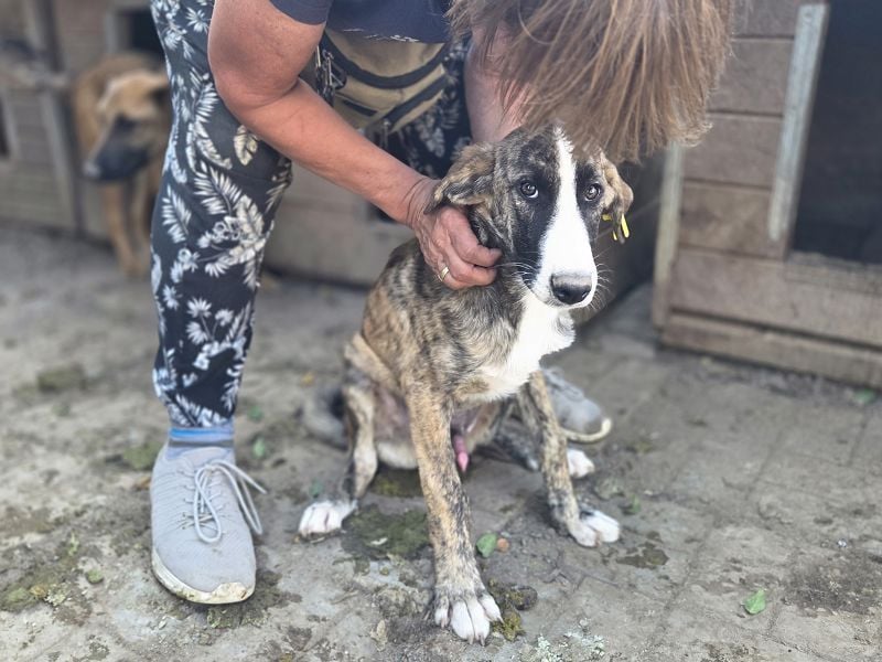 ♥BALU♥ neu auf Pflegest bei Köln-wundervoller Junior, dessen Schicksal ans Herz geht 51cm (wachsend)