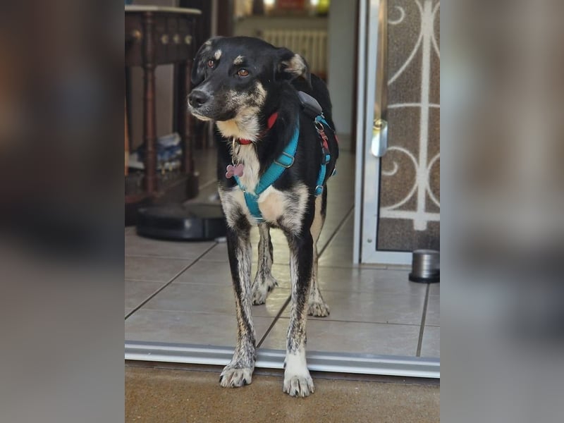 ♥INKY♥ auf Pflegestelle bei Köln - verspielte, fröhliche, ganz liebe Junghündin 58 cm ♥INKY♥ auf Pflegestelle bei Köln - verspielte, fröhliche, ganz liebe Junghündin 58 cm