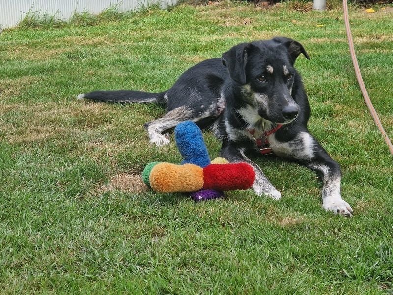 ♥INKY♥ auf Pflegestelle bei Köln - verspielte, fröhliche, ganz liebe Juniorin 58 cm