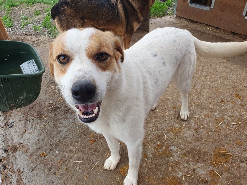 ♥BRAJA♥ wundervolle, verschmuste und aufgeschlossene Hündin, die begeistert 54 cm