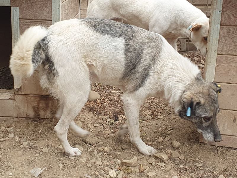 ♥JOEY♥ wunderbarer, verschmuster, ganz lieber ruhiger Rüde 56 cm ♥JOEY♥ wunderbarer, verschmuster, ganz lieber ruhiger Rüde 56 cm