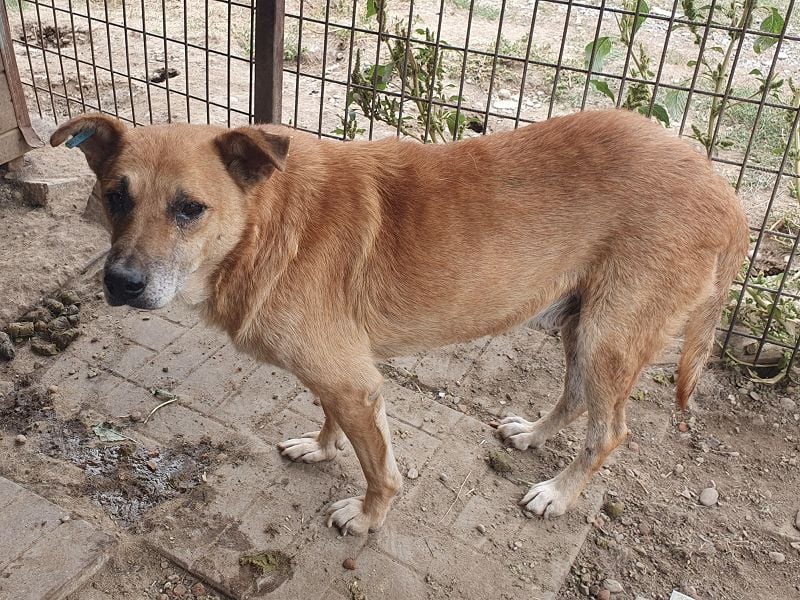 ♥COUGAR♥ ganz sanfter, bescheidener lieber Senior, der noch so viel Liebe zu verschenken hat 51 cm ♥COUGAR♥ ganz sanfter, bescheidener lieber Senior, der noch so viel Liebe zu verschenken hat 51 cm