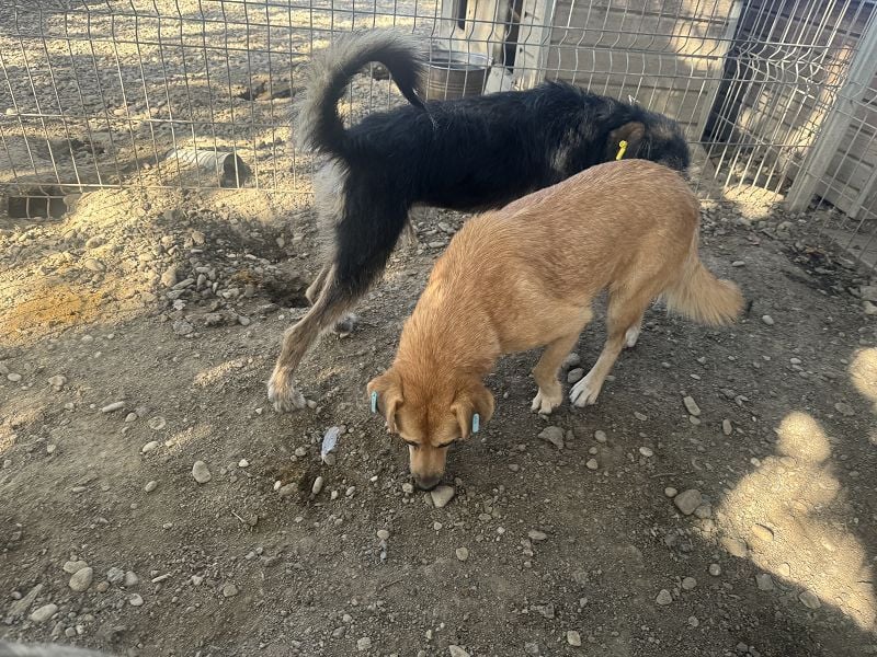 ♥FLEUR♥ süße Hündin. Es bricht einem das Herz zu sehen, wie sehr sie sich nach Zuneigung sehnt 51 cm